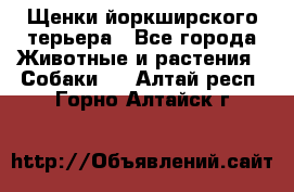 Щенки йоркширского терьера - Все города Животные и растения » Собаки   . Алтай респ.,Горно-Алтайск г.